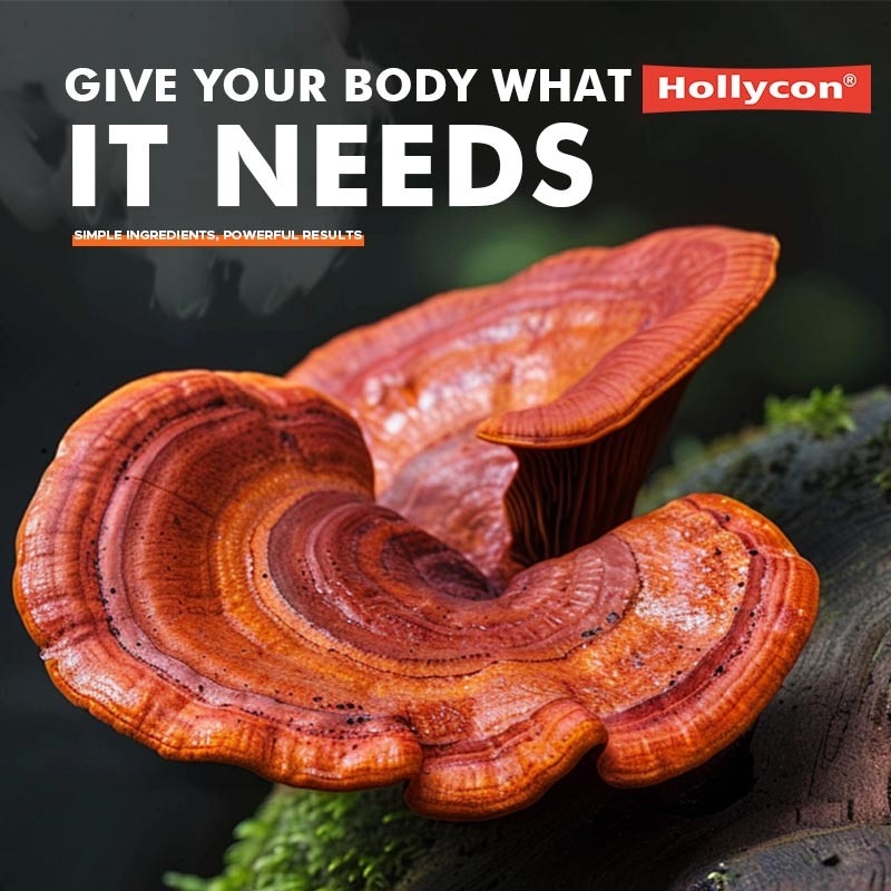 Supplément de champignons de fabricant Capsules de crinière de lion Aide le foie Rinier Soutien à la mémoire Immunité
