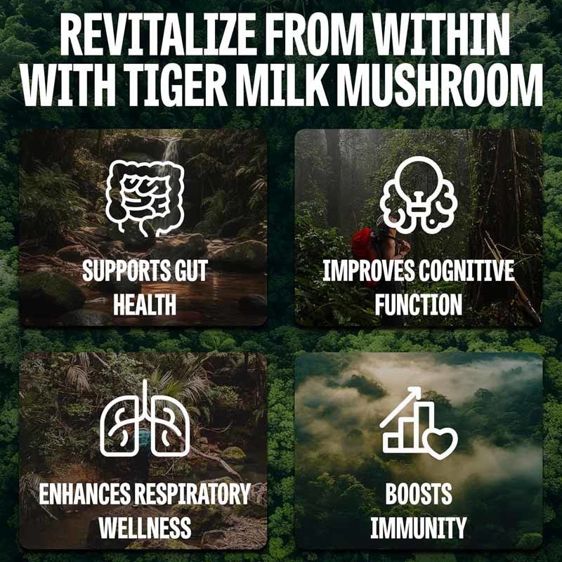 Suppléments de champignons Croissance des cheveux Intestin Cerveau digestif Santé pulmonaire Focus cognitif Respiratoire Lait de tigre Champignons Capsules
